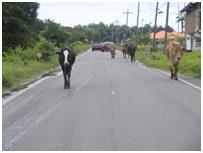 Stray catchers needed